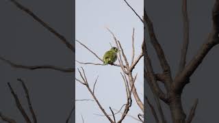 Coppersmith barbet birds peacefulmoments morningvibes [upl. by Ahsilav]