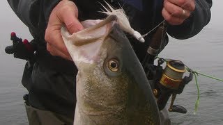 How to Bucktail Striped Bass from Bay Shorelines  Part 1 [upl. by Rickie662]