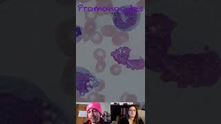 Promonocyte Morphological Characteristics [upl. by Annavahs]