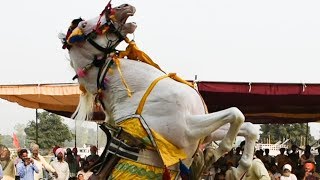 Horse dance on dhol in Punjab [upl. by Rossy]