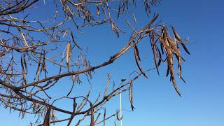 Indian bean tree Catalpa bignonioides  branches amp fruit  April 2018 [upl. by Kina]