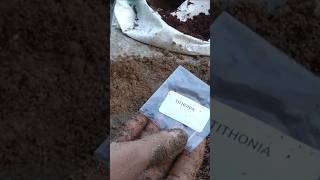 Tithonia plant growth  this winter season short video  you tube shortvideo [upl. by Aicissej763]