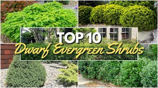 10 Must Have Dwarf Evergreen Shrubs for Easy Foundation Planting [upl. by Lodovico703]