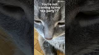 Funny vid of my cat cutecats funnycats shortvideo [upl. by Elbert744]