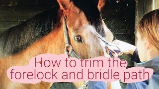 HOW TO TRIM THE FORELOCK AND BRIDLE PATH [upl. by Adnuahsar189]