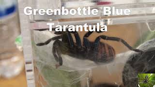 Greenbottle Blue Tarantula [upl. by Currier552]