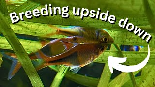 Easy fish to breed Harlequin Rasboras breeding guide for beginners [upl. by Bisset]