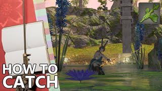 How to Catch Phyllinos in FFXIV for Pure Aqueous Glioaether [upl. by Westmoreland]