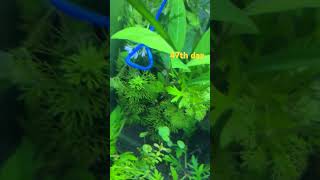 47th day of planted aquarium plantedtanksetup fishtank mollytank aquarium aquariumfish [upl. by Odrareve231]