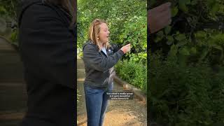 🌳 Amelanchier canadensis serviceberry a fruitbearing native tree FruitTrees Foraging [upl. by Beitz]