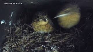 Robins leave nest together [upl. by Anyk]