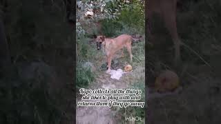 animals affective cuteanimals malinois lovable cutedogs puppy affectivedogbehavior cutepets [upl. by Hafinah711]