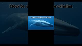 How to catch TINY BLUE WHALES creek catchingfish creekfishing creekwater [upl. by Atir]