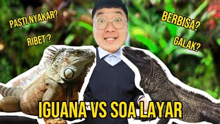 IGUANA VS SOA LAYAR PILIH YANG MANA [upl. by Box753]