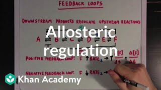 Allosteric regulation and feedback loops  Biomolecules  MCAT  Khan Academy [upl. by Eylatan]