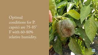 Phytophthora capsici on Peppers [upl. by Ohs]