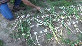 Onions How To Grow When To Harvest How To Harvest Storage The life cycle of an onion [upl. by Thomasa420]