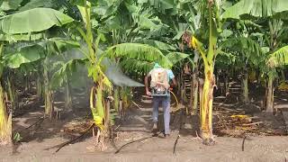 Banana farming  Fungicides application  Azoxystrobin 182   Difenoconazole 114 SC  video [upl. by Annavoig221]