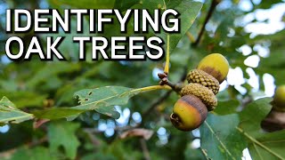 Identifying Oaks  White and Red Oaks [upl. by Ennovahc391]