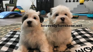 Bringing Home Your New Puppy Heavenly Havanese Recommends [upl. by Corydon14]