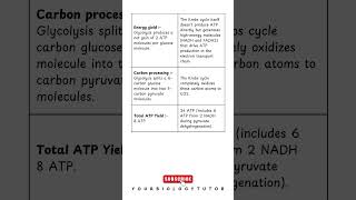 Difference between Glycolysis amp Krebs Cycle shorts biology krebscycle glycolysis [upl. by Ssegrub]