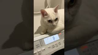 脱水中のブルブル猫 ミルノエルcat ねこ 保護猫 panasonic [upl. by Ruelle]