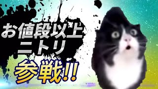 変わった鳴き声の猫 全員参戦！【ニトリ猫】 [upl. by Heyward13]