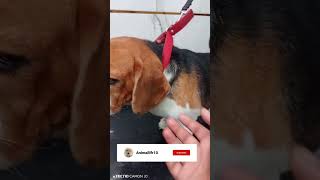 Begal nahane ke liya rota huaa 😂😂 funnyclips dog beautiful trindinge video [upl. by Eisler530]