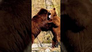 😲 Brutal Fight Between Brown Bear 🐻 [upl. by Ruhtracm]