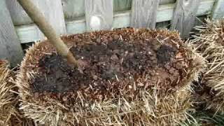 Straw Bale Gardening Start to Finish [upl. by Enomis]