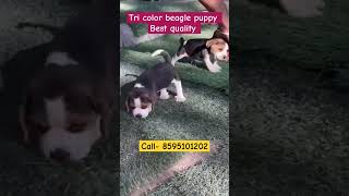 Beagle puppy top quality best price  dog offer at delhincr [upl. by Beekman]