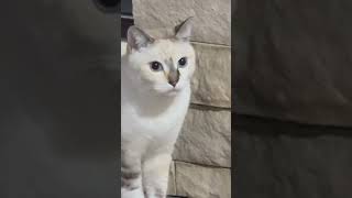 Crying cat shortvideos trending silentlive viralvideo viral [upl. by Nandor645]