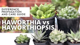 HAWORTHIA VS HAWORTHIOPSIS  Difference Propagation and Care Guide  EASY SUCCULENT to GROW [upl. by Iden378]