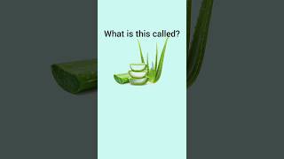 Can you name these Common Indian Herbs dailyenglish english visualvocabulary learnenglish [upl. by Ibbor]