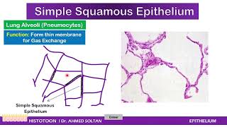 Epithelium Histology Practical I DrSOLTAN [upl. by Butterworth]