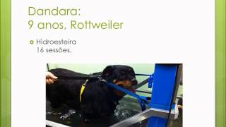 Pet Fisio Dandara Displasia Coxofemoral Moderada e Obesidade [upl. by Hgielra101]