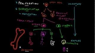 Stem Cell Basics  How Blood is Made [upl. by Ethan]