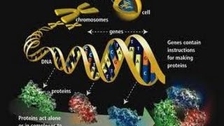 Una revisión de los conocimientos fundamentales de la biología de la célula La Epigenetica [upl. by Mavilia]