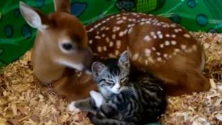 Cute baby deer mothering baby kitten  Mindy Grady video [upl. by Gnilhsa]