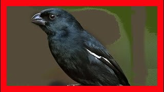 Negrito Cubano Canto  Cuban Bullfinch Bird Song  Melopyrrha Nigra [upl. by Ahsemrac]