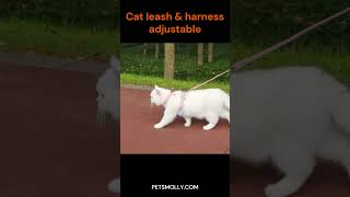 Cat leash and harness adjustable [upl. by Stelle563]