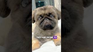 The Pekingese are Amazing dog breed [upl. by Ycnan]