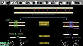 Single Strand Confirmation Polymorphism  SSCP [upl. by Asiulana]