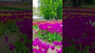 Morges Tulip Festival 2024 Switzerland  Beautiful Places [upl. by Aiz]