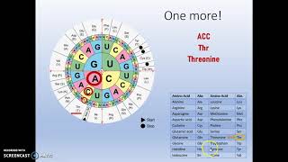 Translating Codons to Amino Acids using the Wheel and Chart [upl. by Lucy]