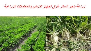 زراعة بنجر السكر طرق تجهيز الارض واوقات الزراعة وانتاج الفدان والمعاملات الزراعية [upl. by Licec]