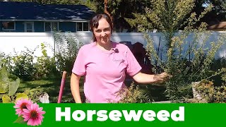 Conyza canadensis aka Horse Weed or Marestail [upl. by Sissel]