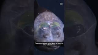 The Spooky  Barreleye Fish [upl. by Abby]