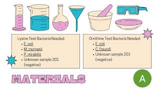 Group 1 Adamari De La Cerda Mario Flores Castro – Lab Report 6 Decarboxylase Tests Fall 2024 [upl. by Lettie]