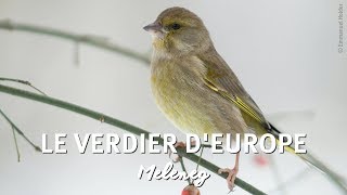 OISEAUX DES JARDINS Le Verdier dEurope [upl. by Nalaf222]